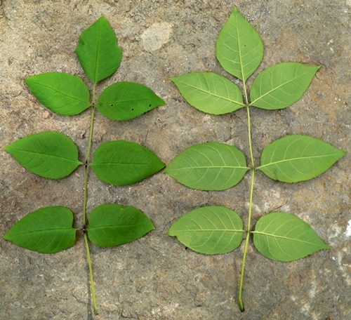 {Fraxinus quadrangulata}